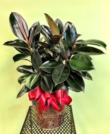 Rubber Tree Plant