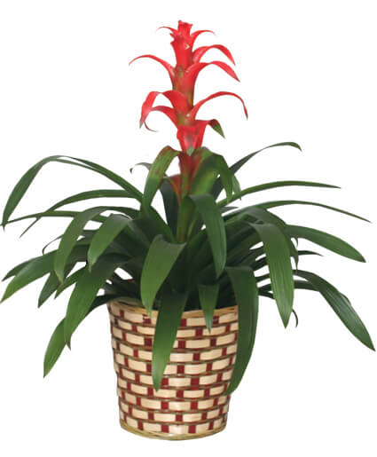 Tropical Bromeliad Plant