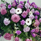 Lavender Casket Spray