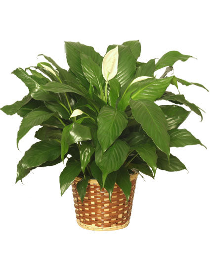 Peace Lily Plant (Spathiphyllum Cleveland)